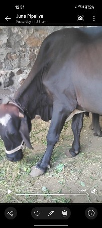 જર્સી