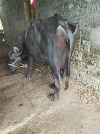 ભેશ વેસવાની છે