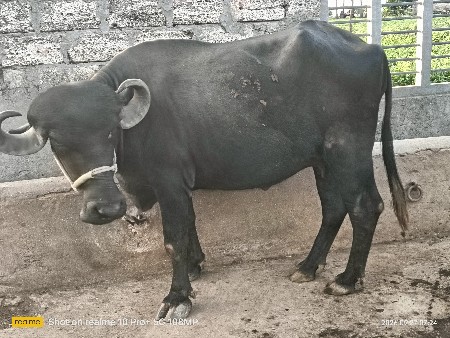 pelu vetar khadeli vechavani se