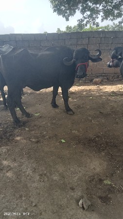 ભેંસ વેચવાની છે