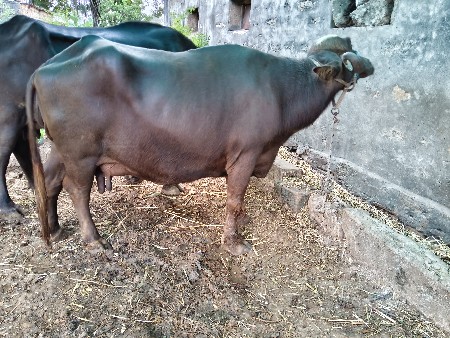 આ ભેંસ વેચવાની છે