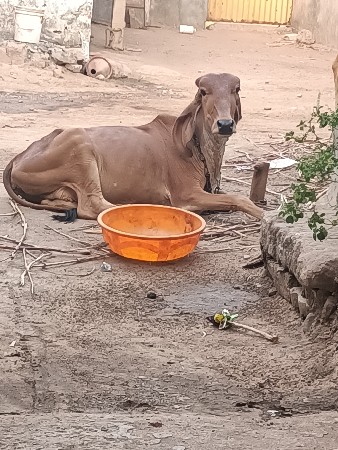 આ વાછડી વેચવાની છે