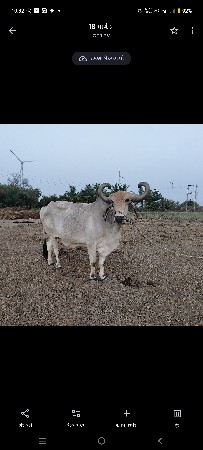 બળદ વેચવાના છે