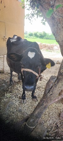 બીજુ વેતર દુધ 5લિટર