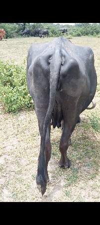 2 વેતર બોવ સારી ખડાય
