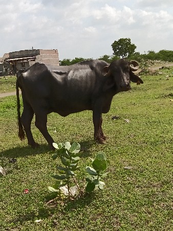 bhesh vechavani che