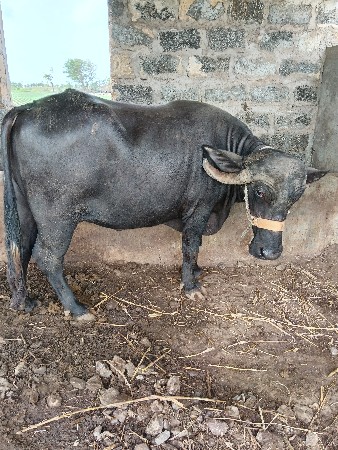 ભેંસ વેચવાની ની છે