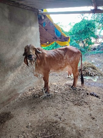 Gir Gay ત્રણ ગાય આપી દેવાની છે