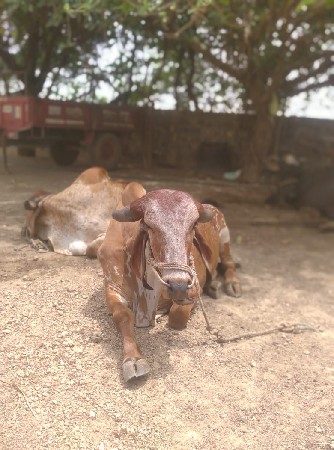 બળદ વેચવા ના છે