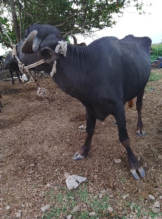 આ બેય ખડેલીયુ વેચવાની છે