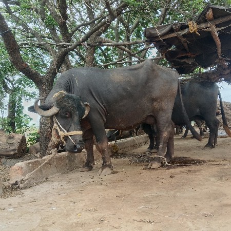 ભેસ વેચવાની