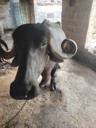 ભેશ વેસવા ની છે