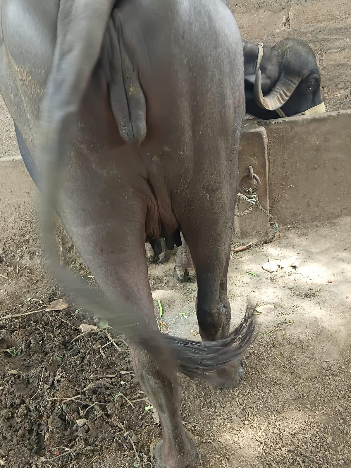 ખળેલી વેચવાની છે