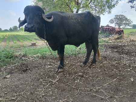 ખડેલી