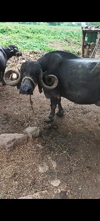 ભેસ વેચવાની છે