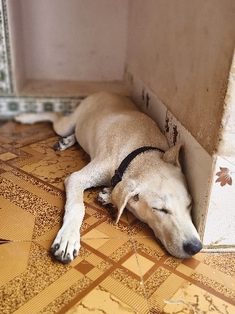lebradog male