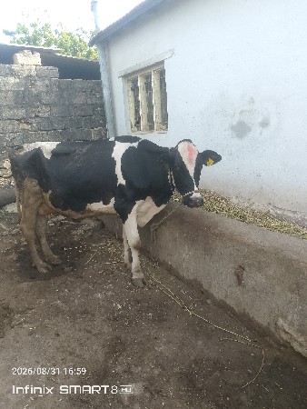 ગાય વેચવાની છે