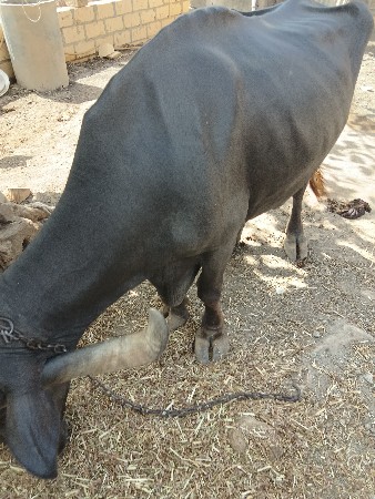 ભેંસ વેચવાની છે.