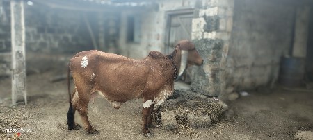 ગીર ગાય વેચવાની છે