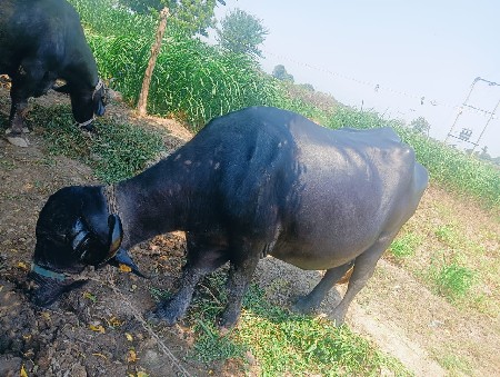 ભેંસ વેચવાની છે.