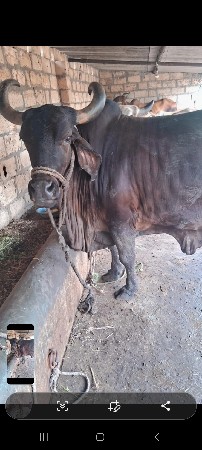 ગાય