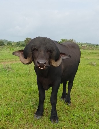 આ પાડો વેચવાનો છે ખડેલો