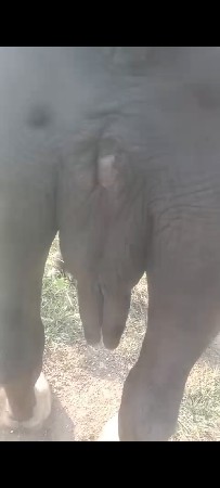 જાફરાબાદી