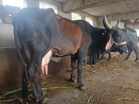 ગાય વેચવાની છે