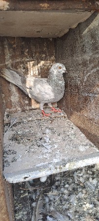 કબુતર વેશવાના 6 નગ