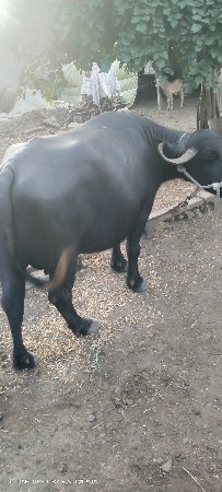 ભેંશ વેચવાની છે