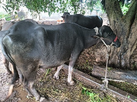 બીજા વેતરની ખડેલી વેશવાનીછે છે
