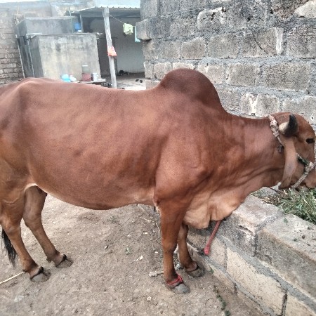 પેલું વેતર ગાભણી છે