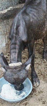પાડો વેચવા નો છે