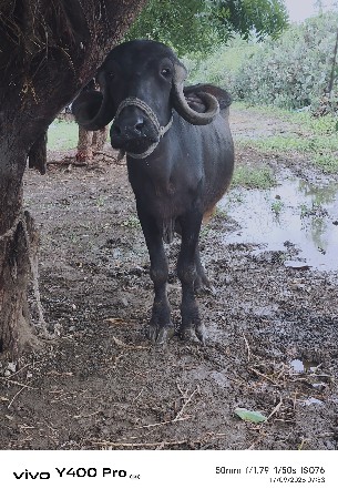ખળેલી વેચવાની છે