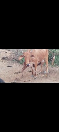 વેચવાની