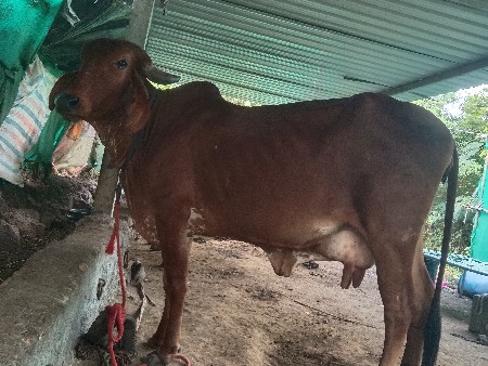 ગાય વેચવાની છે