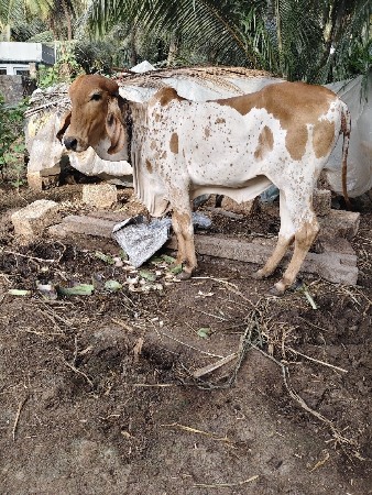 gir kabari vasdi 18 mahina ni