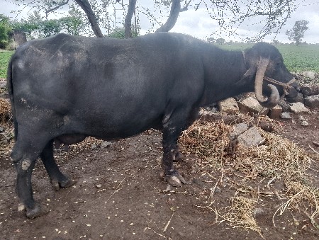 ભેંસ વેચવાની છે 4 વેતર