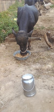bhes vesav se