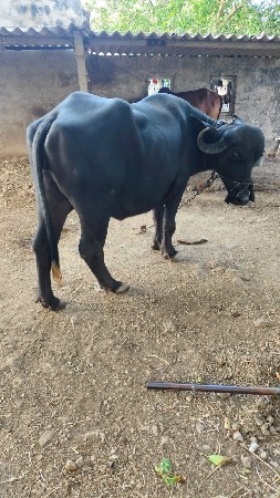 2 khadeli vechavani se