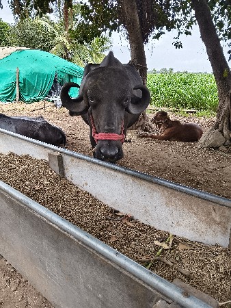 1 વેતર ખડેલી
