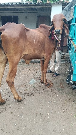 ગીર ઓડકી વેચવાની છે