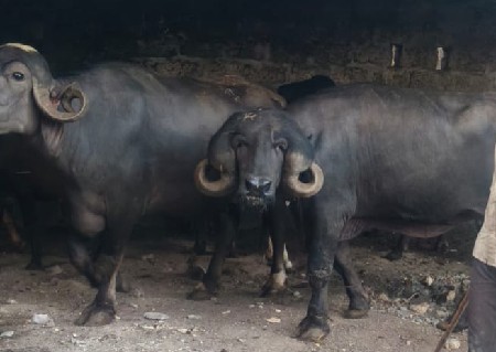 બે બીજું વેતર એક ત્રીજું વેધર એક