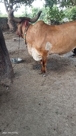 ગાય દેવાંની છે