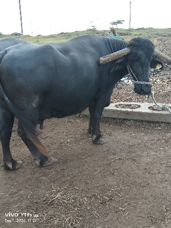 ભેંસ વેચવાની છે
