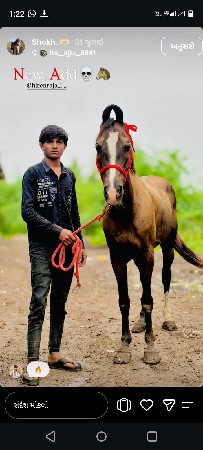 ઓરીજનલ કાઠીયાવાડી ઘોડો