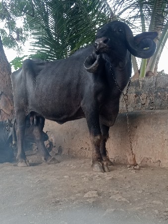 ભેંસ