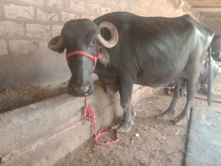 ભેસ