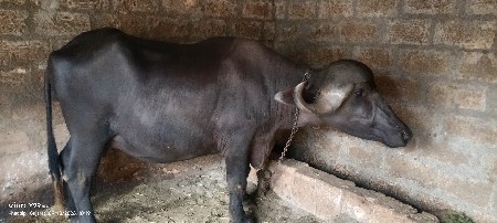 ભેંસ  20 કાચી છે  પેલું વેતર