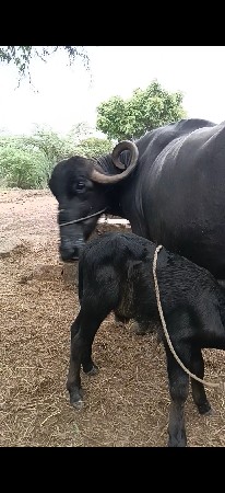 bhes vesavani se